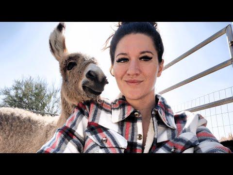Donkey hid big secret from woman who adopted her #Video