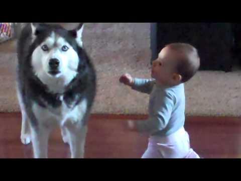 Husky Howls Along With Baby