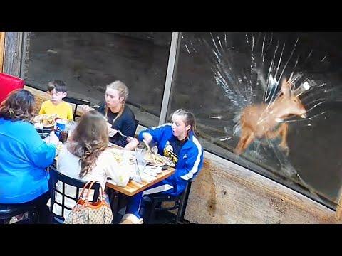 Deer Ruins Family Dinner - Your Daily Dose Of Internet #Video