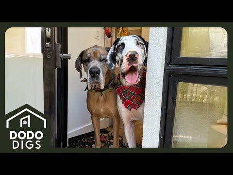 What It's Like Living With Two Great Danes In A Small NYC Apartment #Video