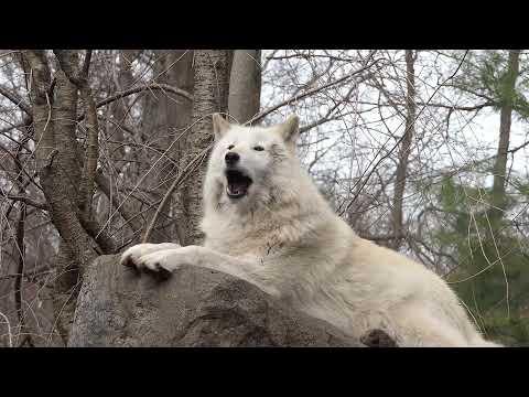 Thirty-three Wolves Howling #Video
