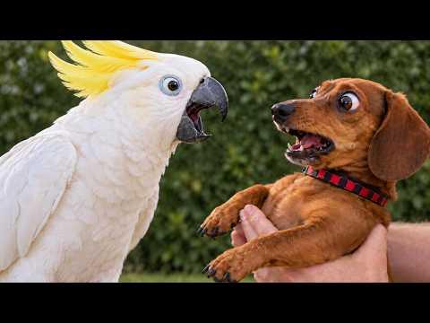 When a Cockatoo Meets a Dachshund #Video
