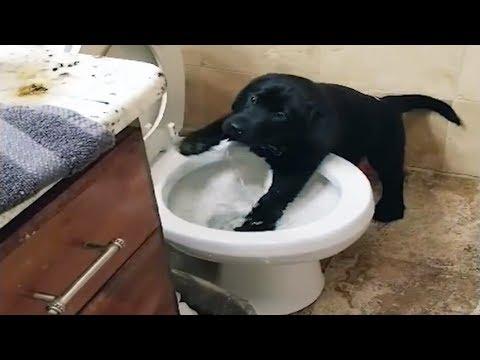 Naughty pets Funniest Videos - Funny Dogs and Cats