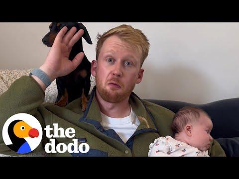 Dachshund Dad Becomes A Human Dad #Video