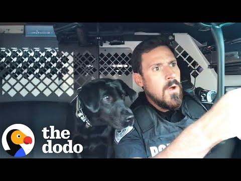 Police Dog Is The Best Sidekick #Video