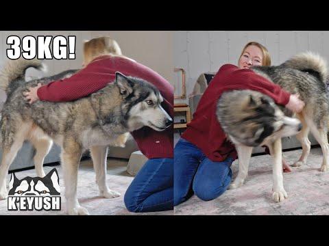 Wrestling my 86lb Husky Malamute Video! He Stomps on my Hand But Says Sorry!