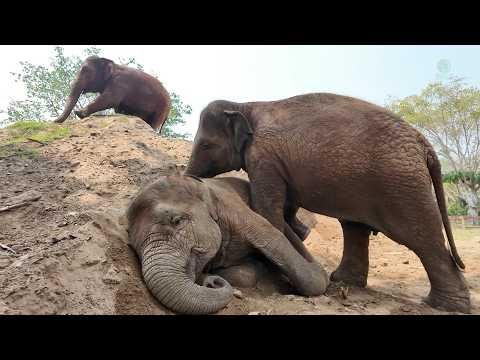Young Elephant Pyi Mai Watches Over Sister Chaba While She Rests - ElephantNews #Video