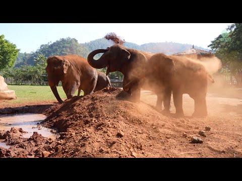 Rambunctious Fun with Baby Wan Mai's Herd! - ElephantNews #Video