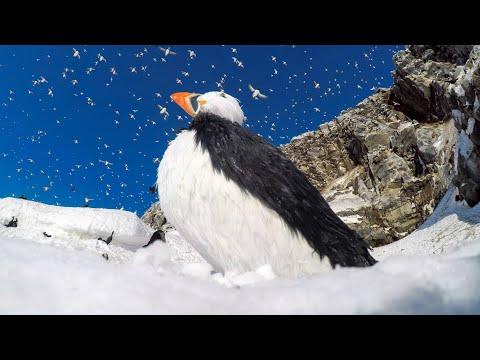 Spy Robot Puffin And The Love Rivalry #Video