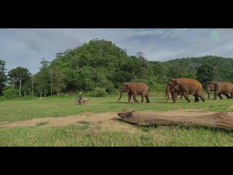 Living With Giants - ElephantNews #Video