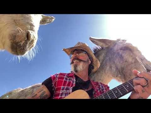 Two Donkeys Loving Live Beatles Music #Video
