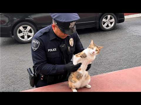 When the Police Arrested the Cat #Video
