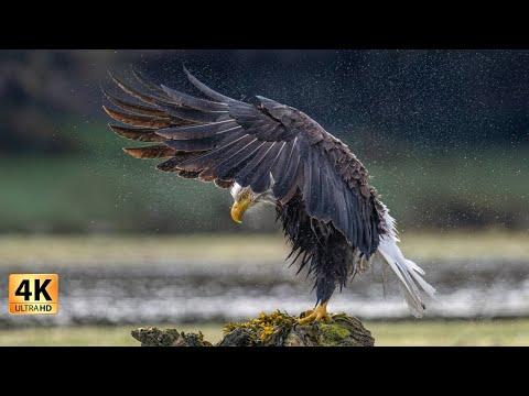 Relaxing 4K WILDLIFE and LANDSCAPE photography with peaceful music. #Video