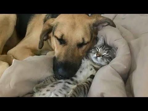 Funniest CATS and DOGS Friendships of 2024 #Video