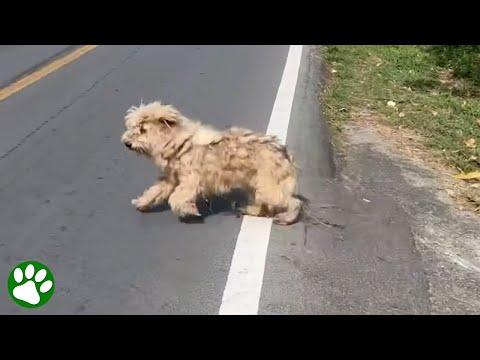 Homeless dog's amazing transformation #Video