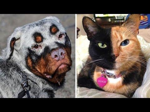 8 Animals That Were Born With Incredible Features