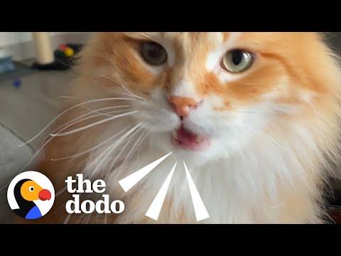 Cat Screams At His Mom When His Sister’s Not Home