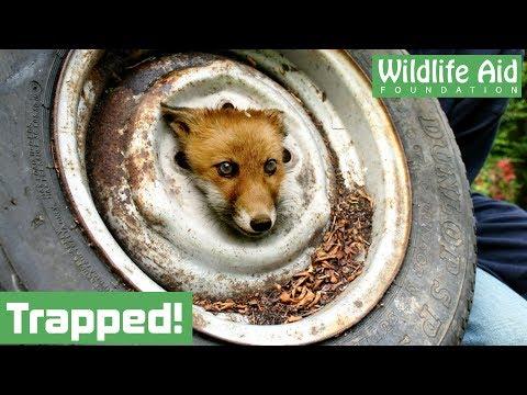 Fox cub gets head stuck in a wheel!