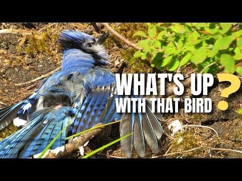Sunning Birds and Why They Do It #Video