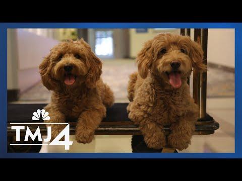 Meet the dogs who rule the lobby at this Hilton hotel #Video