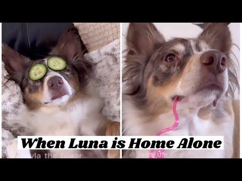When One Dog Leaves the House - Layla The Boxer #Video