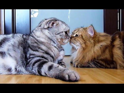 Happy Valentine's Day ! Top Touching Moments Of Cats And Kittens