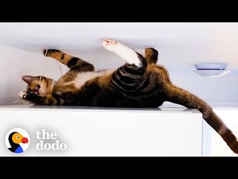 This Is The Cat Version Of Spider-Man #Video