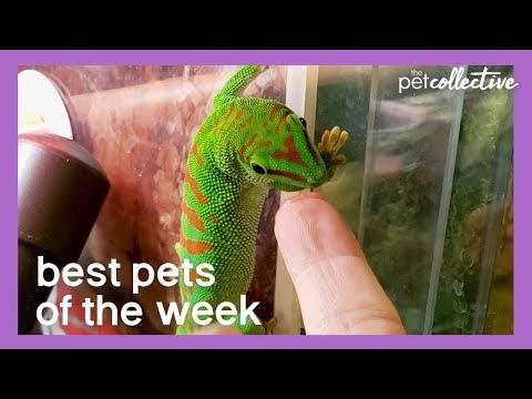 Best Pets of the Week: Feeding My Gecko & Many More...