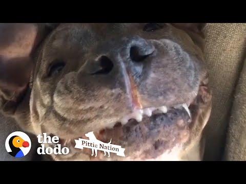Watch This Silly Pittie Become The Most Patient Foster Dad Ever  #Video
