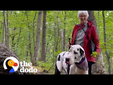 Great Dane Finds a New Grandma On Hiking Trail #Video