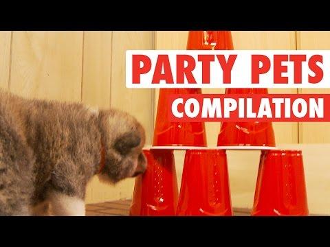 Party Pets (Animal Compilation)