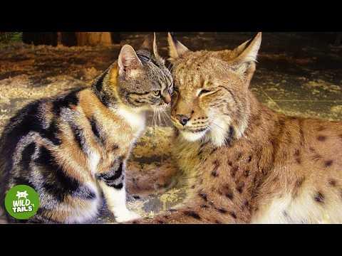 A Giant Wild Lynx Fell In Love With A Tiny Cat — And They Became Best Friends #Video