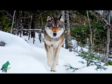 A wintry wolf highway #Video