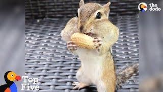 Chipmunk Fills Mouth with Peanuts + Tiny Animals Doing Cute Things | The Dodo