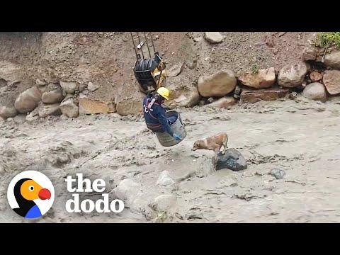 Dog Stranded In Raging River Rescued By Construction Workers #Video