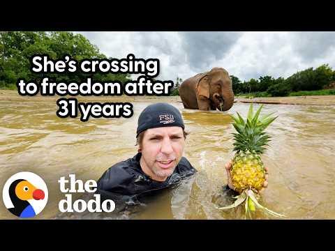 Rescuer Uses Pineapple To Rescue Elephant Chained For 31 Years #Video