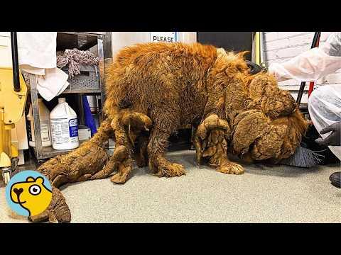 Police Save a Matted Giant Dog. #Video
