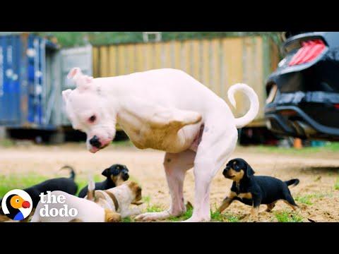 2-Legged Dog Has The Cutest Reaction To His Foster Puppies #Video