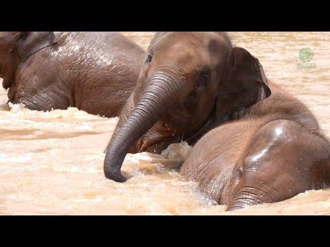 Jackfruit Surprise: A River Playtime with The Three Baby Elephants - ElephantNews #Video