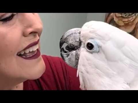 Abused blind cockatoo sees for first time in 10 years #Video