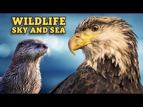 BEST Wildlife photography at the HERRING SPAWN - Bald Eagles, Otters and more - Nikon Z9 #Video