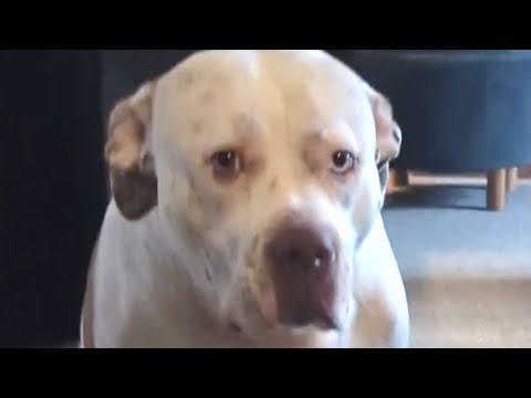 Neglected dog has amazing reaction to the beach #Video