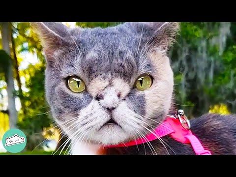 Rescue Cat Looks Like The Grinch But Has Heart of Gold #Video