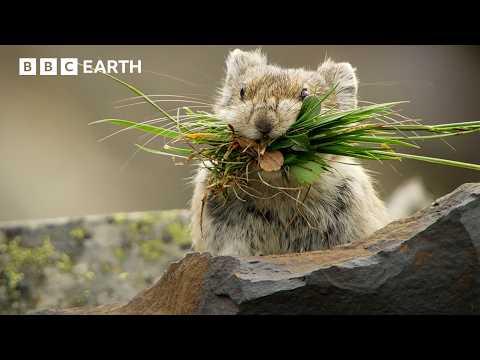 Pika: The Tiny Mountain Bandit #Video