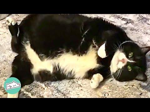 Overweight Cat Started Losing Weight When Found New Home #Video