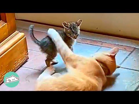 Small Kitty Joins the Family and Becomes Everyone's Friend #Video