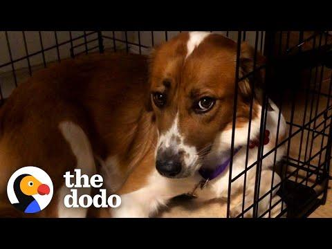 Rescue Dog Stayed in Her Crate For Five Days Until She Realized She Was Home #Video