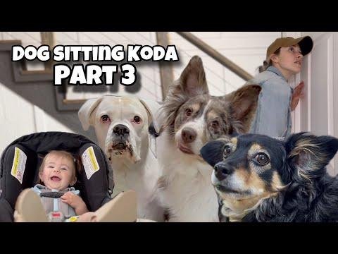 Dog Sitting Koda Part 3 #Video