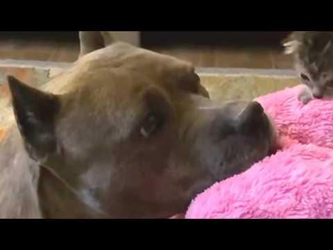 Dog becomes mama to any kitten that doesn't have mother #Video