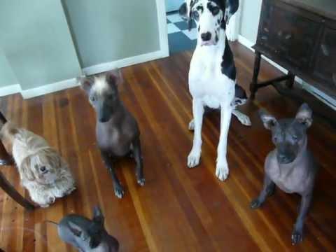 She Calls Her Cat And Dogs In For Some Treats And Then...